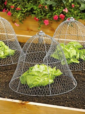 Chicken Wire Cloche taimekaitse ja kate 