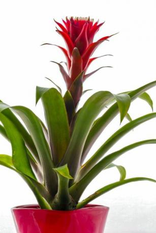 lähivõte bromeliaadist