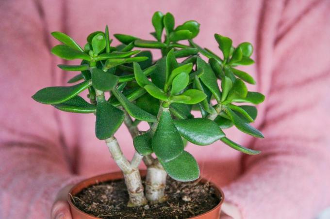 crassula taim