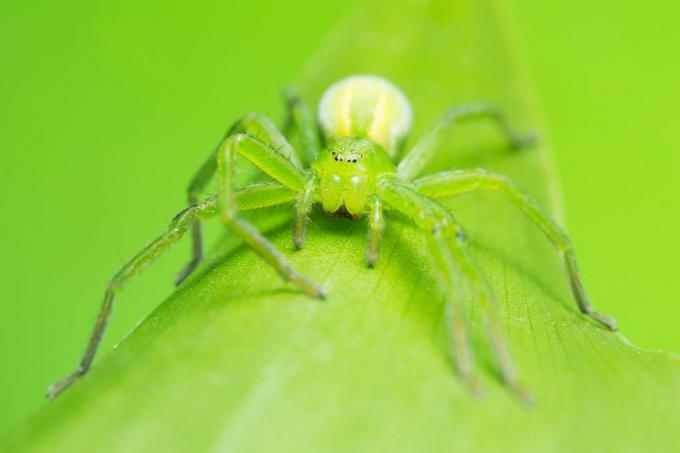 Ühendkuningriigi ämblikud – roheline huntsman spider