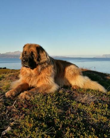 leonberger puhkab rannas selge taeva taustal