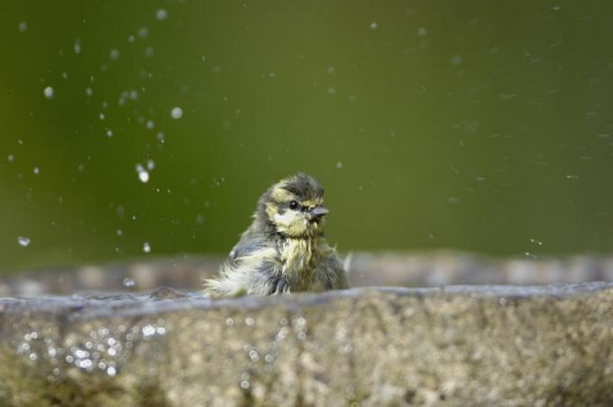 sinitihane parus caeruleus, supleb aialinnuvannis co durham juuli