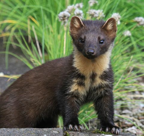 Mänd Marten