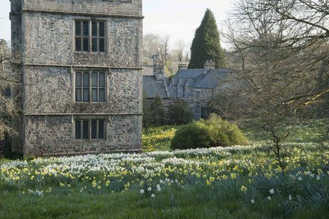 Loode-torn, mida on näha naturaalsete nartsisside niidust kaugemal, Cotehele, Cornwallis. © National Trust Images Carole Drake