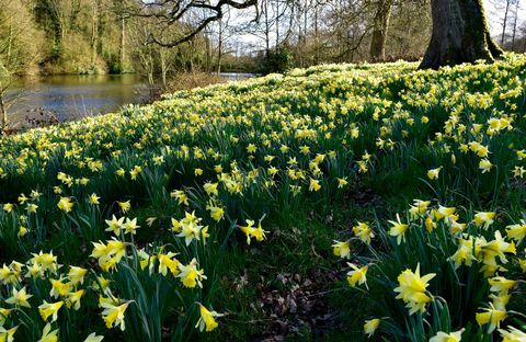 Metsikud nartsissid Turneri Paddocki järve ääres, Wiltshire © National Trust Images Tamsin Holmes