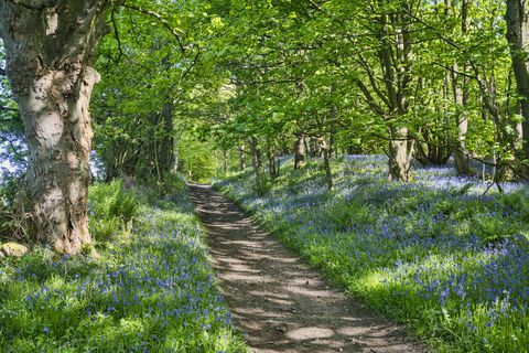 Bluebell tee, sillatee, õige tee, iidne, Muiravonside, Falkirk, Šotimaa