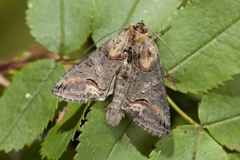 tume prillid abrostola triplasia lehel, norfolk, inglismaa, uk