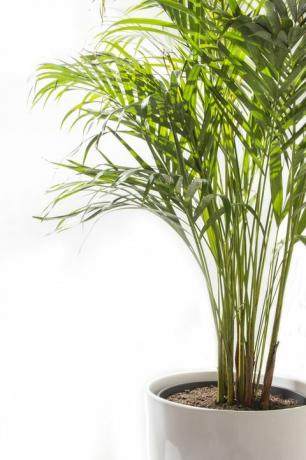 Areca kollane palmipuu potis