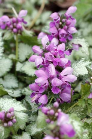 lamium aias