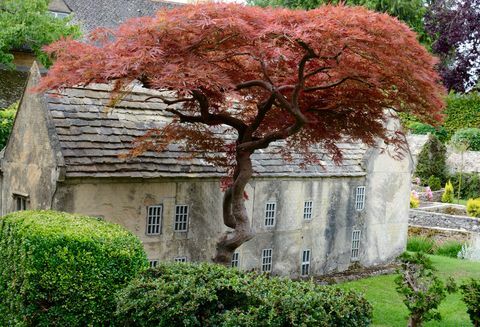 Bourtoni mudeliküla - puu - Cotswolds