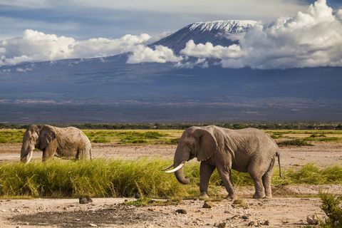 Kilimanjaro mägi koos elevantidega - Aafrika - mägi