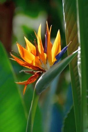 strelitzia reginae üldnimetuste hulka kuuluvad kraanaõis ja paradiislind, ta sai sellised nimed oma eksootiliste lillede tõttu, mis näevad välja nagu kraana pea