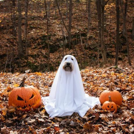 koer, kes kannab kummituskostüümi, istub halloweeniks kõrvitsate vahel