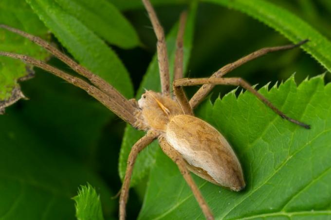 philodromidae sugukonda kuuluv täiskasvanud isane jooksev krabiämblik