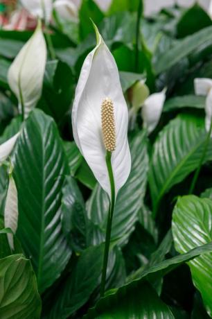 Küps valge spathiphyllum