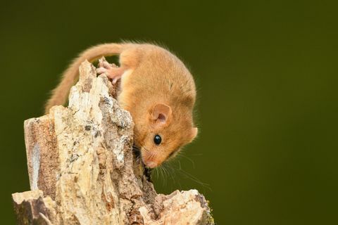 sarapuu dormouse muscardinus avellanarius