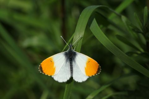 äsja tekkinud isane oranžika tipuga liblikas anthocharis'e kardamiinid, mis on istutatud rohuterale