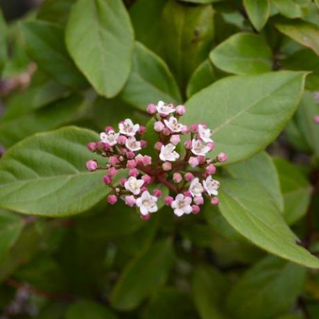 Daphne odora roosade lillede haru